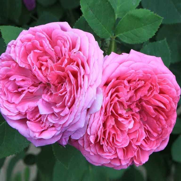 Rose Absolute | Tallow & Jojoba Skin Cream